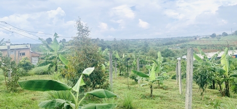 Bán lô đất 7 sào Lê Phụng Hiều nối dài, Bảo Lộc, Lâm Đồng