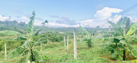 Bán lô đất 7 sào Lê Phụng Hiều nối dài, Bảo Lộc, Lâm Đồng