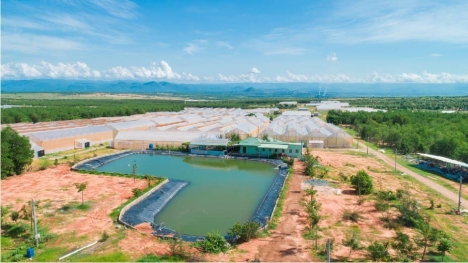 Đất Hồng Thái, Sổ Riêng, Ngay Đường Liên Xã Ra Biển Giá Chỉ 100K/m2