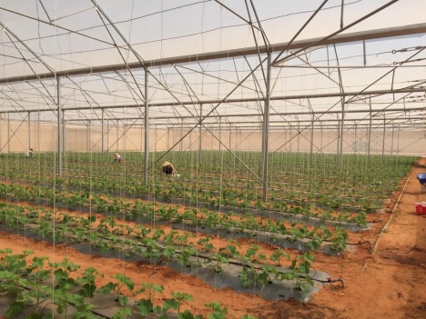 Đất Hồng Thái, Sổ Riêng, Ngay Đường Liên Xã Ra Biển Giá Chỉ 100K/m2