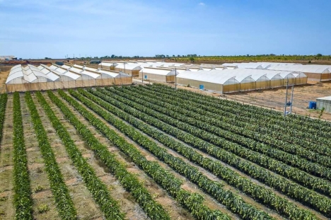 Đất Hồng Thái, Sổ Riêng, Ngay Đường Liên Xã Ra Biển Giá Chỉ 100K/m2