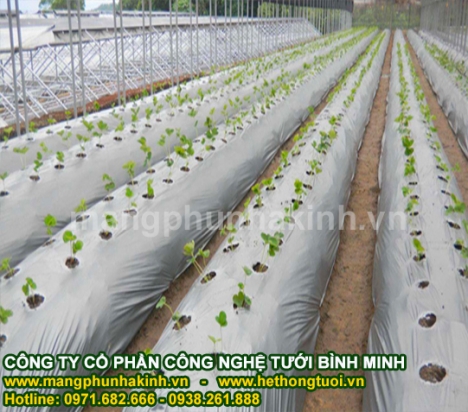 màng phủ nông nghiệp, màng phủ đất, cách dùng màng phủ nông nghiệp