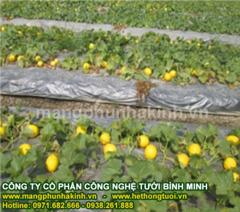 màng phủ nông nghiệp, màng phủ đất, cách dùng màng phủ nông nghiệp