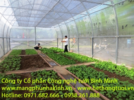 Trồng dưa lưới trong nhà kính, mô hình trồng dưa lưới trong nhà màng, nhà màng trồng dưa lưới