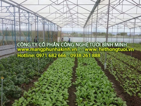 Trồng dưa lưới trong nhà kính, mô hình trồng dưa lưới trong nhà màng, nhà màng trồng dưa lưới