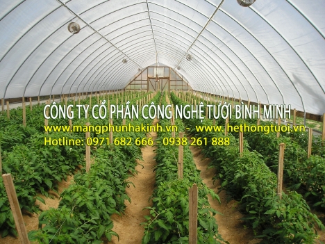 Trồng dưa lưới trong nhà kính, mô hình trồng dưa lưới trong nhà màng, nhà màng trồng dưa lưới