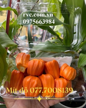 Hộp nhựa đựng trái cây cắt sẵn và những công dụng tuyệt vời