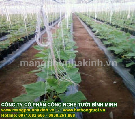 Màng phủ luống trồng rau, màng phủ đất, màng phủ trồng dưa, màng phủ chống cỏ, màng phủ trồng cây ăn