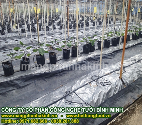 Màng phủ luống trồng rau, màng phủ đất, màng phủ trồng dưa, màng phủ chống cỏ, màng phủ trồng cây ăn