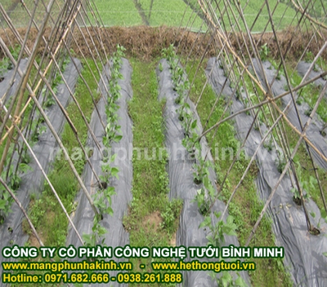Màng phủ luống trồng rau,màng phủ đất,màng phủ trồng dưa,màng phủ chống cỏ,màng phủ trồng cây ăn quả