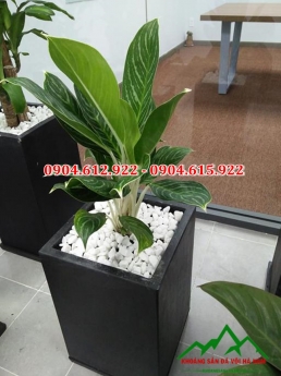 Sỏi trang trí chậu cây, rải chậu cây, chậu hao giá rẻ