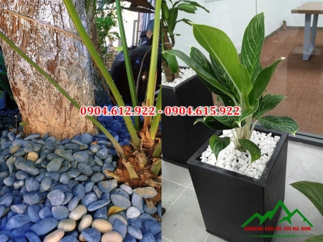 Sỏi trang trí chậu cây, rải chậu cây, chậu hao giá rẻ