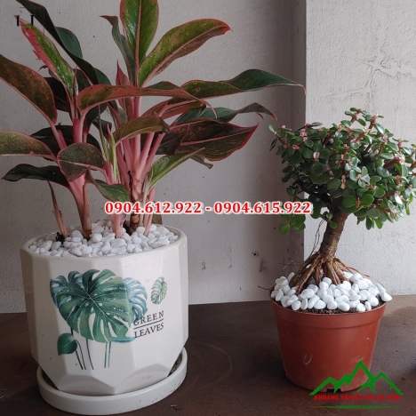 Sỏi trang trí chậu cây, rải chậu cây, chậu hao giá rẻ