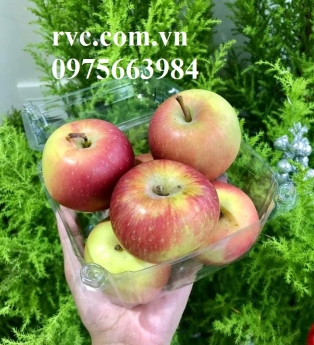 Hộp nhựa đựng táo và những công dụng tuyệt vời