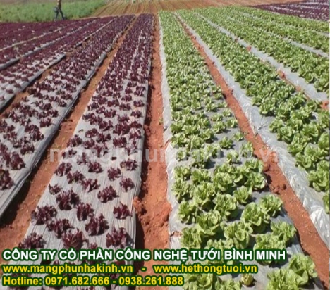 Màng phủ luống trồng rau, màng phủ đất, màng phủ trồng dưa, màng phủ chống cỏ