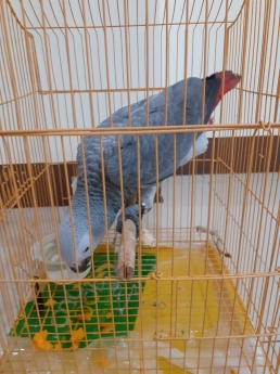 Chim Vẹt Xám Châu Phi