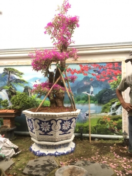 Cơ sở chậu hoa thế sơn - chậu hoa dán sành sứ - chậu khảm sành - cẩn miễng