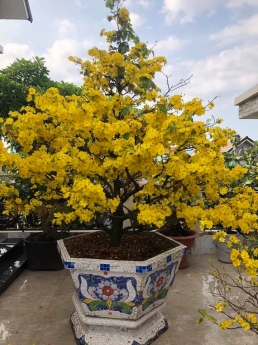chậu hoa dán sành sứ Cơ sở chậu hoa Thế Sơn - chậu hoa dán sành sứ - chậu khảm sành - cẩn miễng sanh