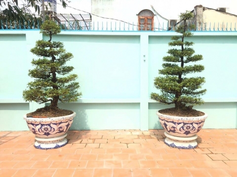 Cơ sở chậu hoa thế sơn - chậu hoa dán sành sứ - chậu khảm sành - cẩn miễng