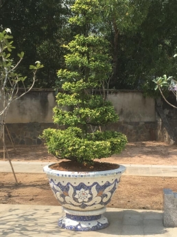 Cơ sở chậu hoa thế sơn - chậu hoa dán sành sứ - chậu khảm sành - cẩn miễng
