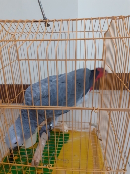 Chim Vẹt Xám Châu Phi.