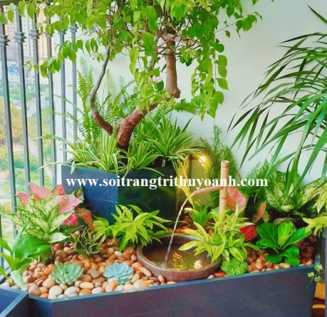 Sỏi trang trí chậu cây tại TP.HCM