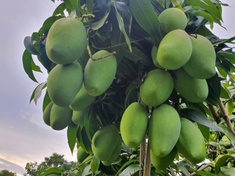 KHẮC PHỤC KINH DOANH THUA LỖ HẬU VOVID - CHÍNH CHỦ CẦN BÁN GẤP ĐẤT SÀO TẠI BÌNH LONG - BÌNH PHƯỚC