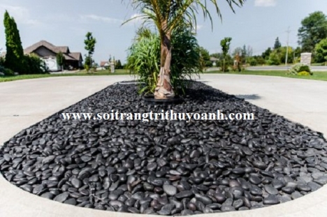 Sỏi đen bóng trang trí chậu cây