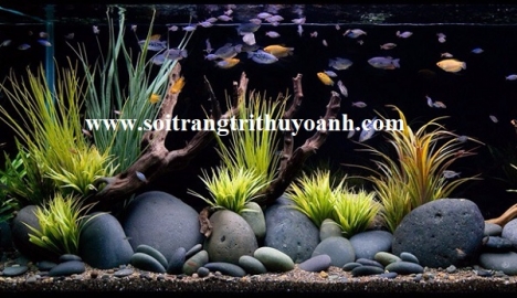 Sỏi trang trí hồ cá tại TP.HCM