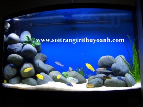 Sỏi trang trí hồ cá tại TP.HCM