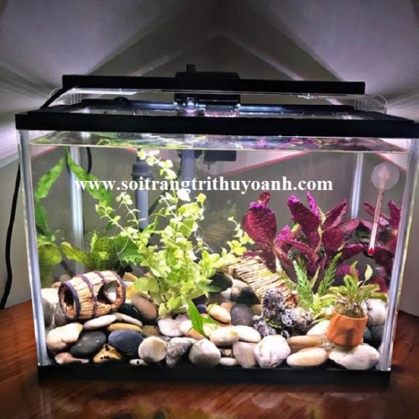 Sỏi trang trí hồ cá tại TP.HCM