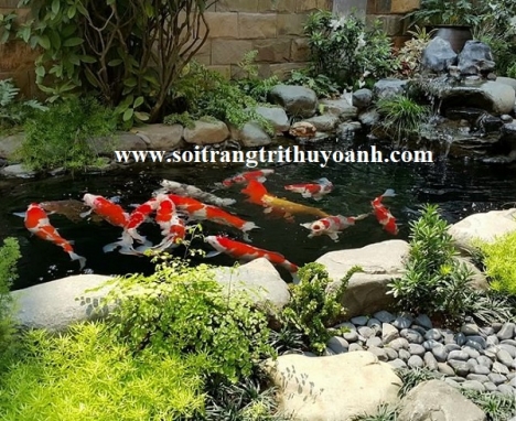 Sỏi trang trí hồ cá tại TP.HCM