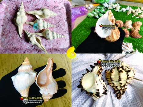 Mỹ Nghệ Ốc Biển - Vỏ Ốc Vỏ Sò Biển decor trang trí nhà cửa, quà tặng