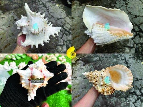 Mỹ Nghệ Ốc Biển - Vỏ Ốc Vỏ Sò Biển decor trang trí nhà cửa, quà tặng
