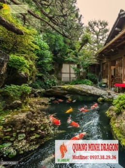 Chi phí thiết kế thi công Hồ cá koi