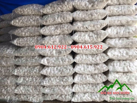 Sỏi trắng quay trang trí sân vườn tiểu cảnh - Địa chỉ bán sỏi trắng quay tại Hà Nội