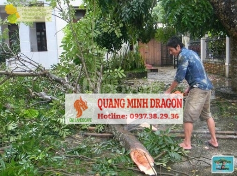 Dịch vụ chăm sóc cây cảnh, cắt tỉa cây cảnh