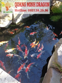 Thiết kế thi công sân vườn Hồ Cá Koi