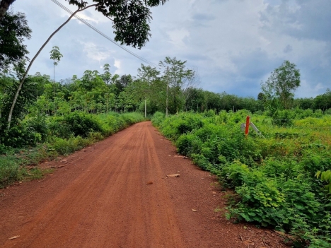 CHÍNH CHỦ BÁN ĐẤT SÀO BÌNH PHƯỚC