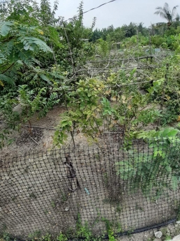 BÁN LÔ ĐẤT MẶT TIỀN ĐƯỜNG, 1 CÔNG ĐẤT CHỈ 100 TRIỆU THƯƠNG LƯỢNG ☎ Mr Hòa