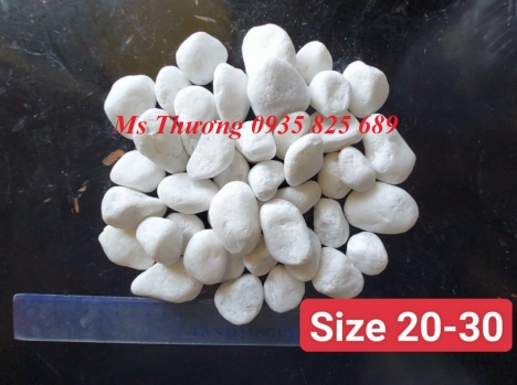 SỎI QUAY TRẮNG MUỐI