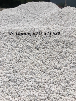 SỎI QUAY TRẮNG MUỐI