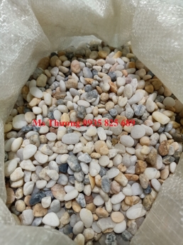 TÁC DỤNG CỦA SỎI BIỂN THỦY SINH