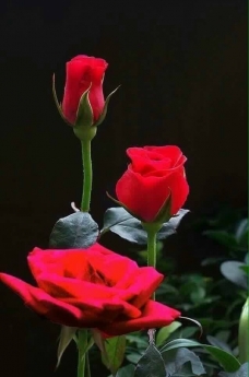 Tôi chính chủ cần Bán đất Mặt tiền đường bờ kè chòm sao thành phố Thuận An, Bình Dương.