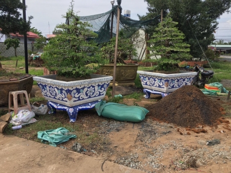 Chậu hoa dán miễng sành - chậu khảm sành sứ - nghệ nhân dán miễng sành sứ ,khảm miễng
