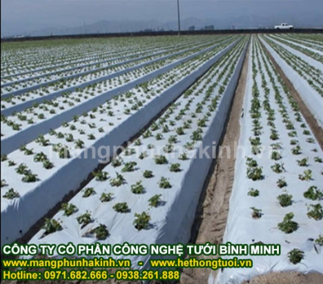 Màng phủ luống trồng rau, màng phủ đất, màng phủ giá rẻ