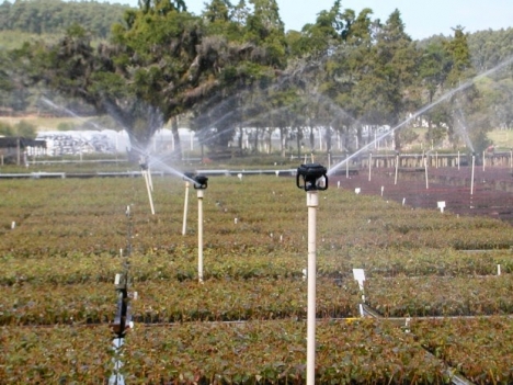 Vòi phun mưa LF2400 RainBird Hoa Kỳ,thông số kỹ thuật vòi lf2400,vòi phun tưới chè