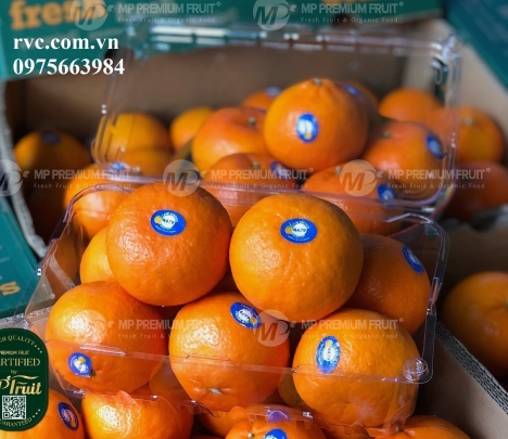 Hộp nhựa đựng trái cây 1kg P1000A giá tốt nhất thị trường Sài Gòn