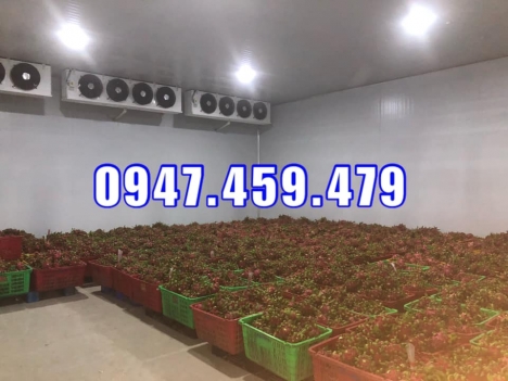 Thi công trọn gói kho lạnh bảo quản thanh long tại Bình Thuận