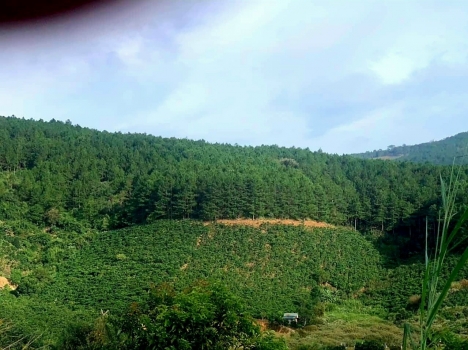 CẦN BÁN GẤP LÔ ĐẤT Ở TÀ NUNG ĐÀ LẠT GIÁ 5,5 TỶ